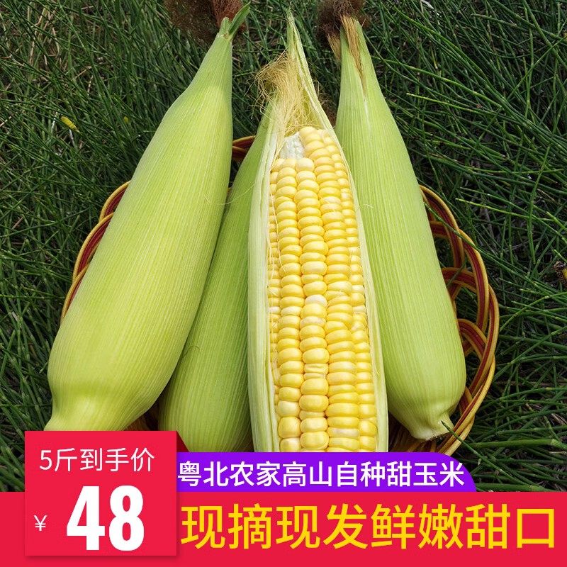 广东韶关黄玉米新鲜现摘甜糯玉米鲜玉米棒带皮5斤粗粮代餐包邮,水产肉类/新鲜蔬果/熟食,新鲜玉米,淘宝优惠券,粉丝福利购,淘宝优惠卷