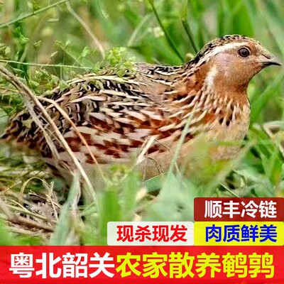 现杀散养鹌鹑去内脏放血