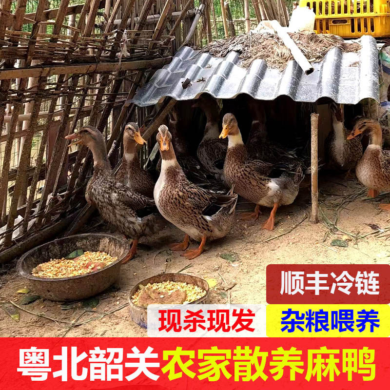 广东韶关正宗农村散养土鸭