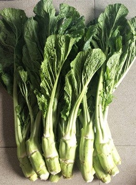 广东韶关菜头大头菜叶新鲜农家自种五斤包邮绿色甜芥菜青菜棒棒菜