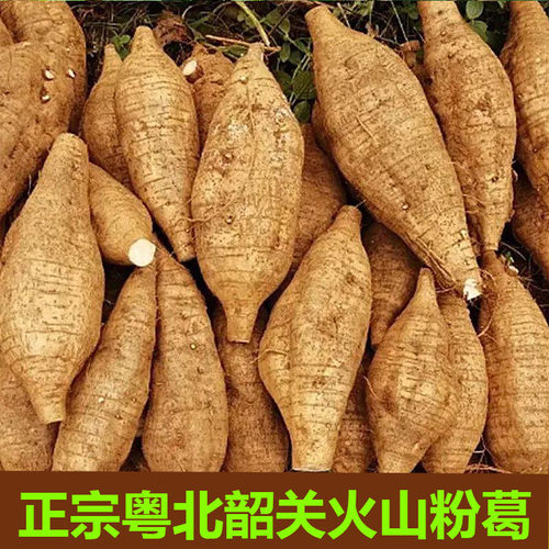 韶关火山粉葛香甜粉现挖现发