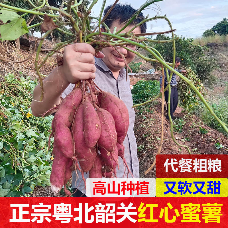 新鲜现挖蜜薯红心香甜山芋