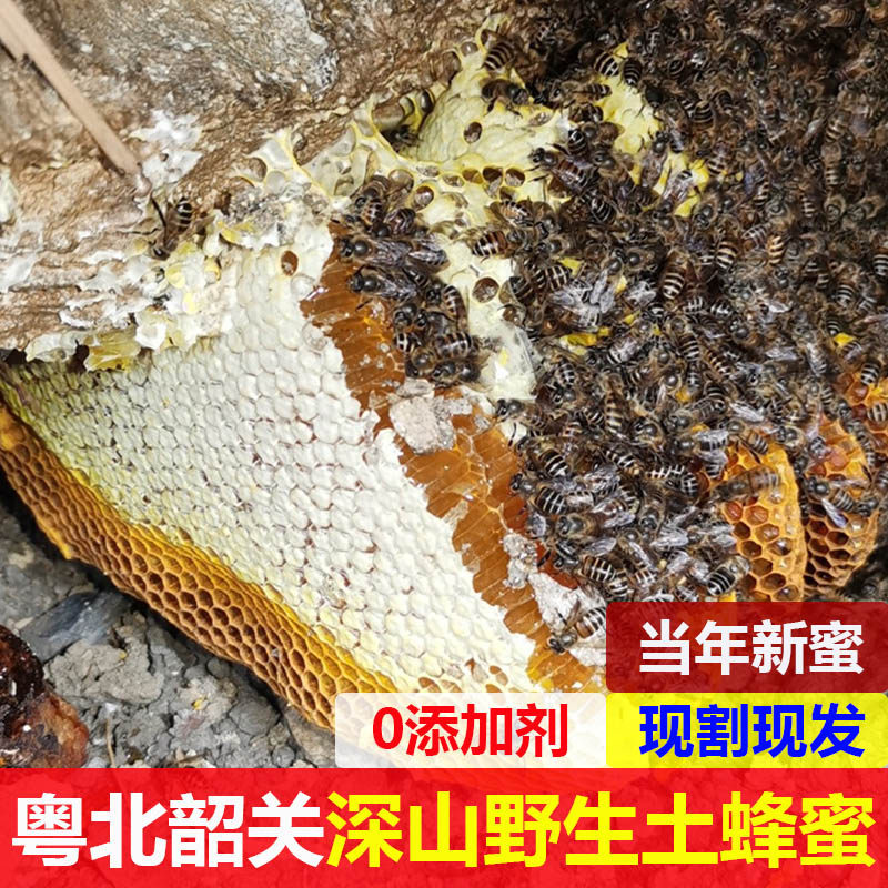 野生土蜂蜜无添加农家深山采挖
