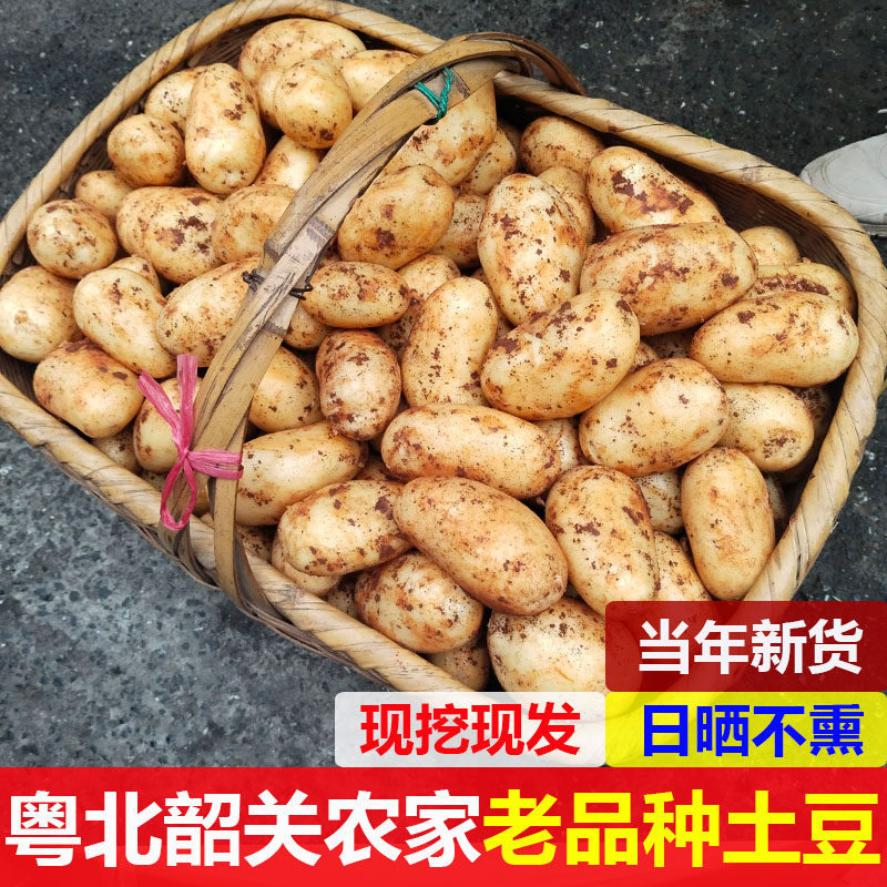 韶关本地土豆土特产农家自种新鲜老品种黄心洋芋马铃薯当季现挖