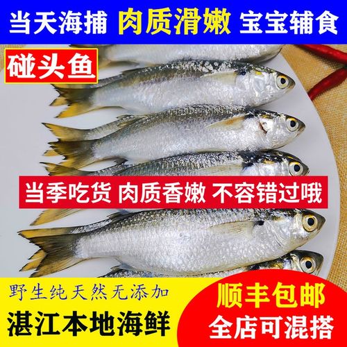 湛江特产硇洲岛天然新鲜冷冻碰头鱼 虫鱼 唐鱼 尖头鱼水产5斤装