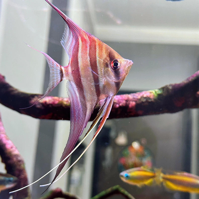 埃及淡水鱼热带鱼淡水配鱼神仙