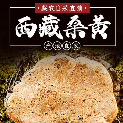 西藏高海拔野生桑黄500g拉萨发货