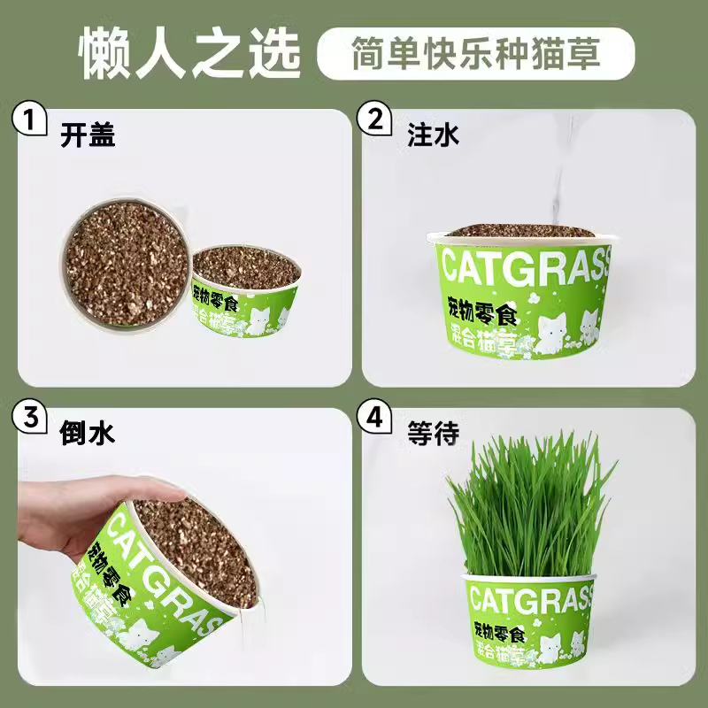 懒人泡面猫草盆栽猫草种子