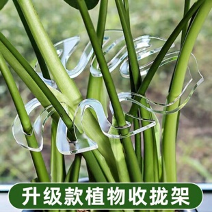 植物防倒伏支架龟背竹支撑杆水培枝干固定器花盆架花卉绿植支撑架