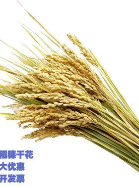 稻穗干花桌面装饰拍摄道具真花