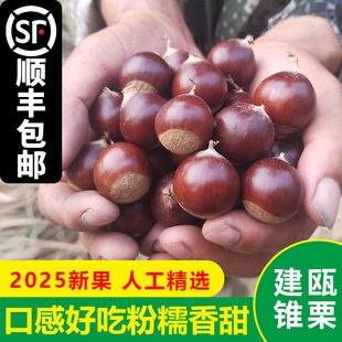 2025现摘新鲜建瓯锥栗福建野生栗子高山油锥小毛栗粉糯甜圆尖板栗