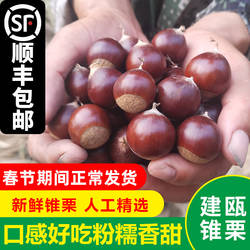 2025现摘新鲜建瓯锥栗福建野生栗子高山油锥小毛栗粉糯甜圆尖板栗