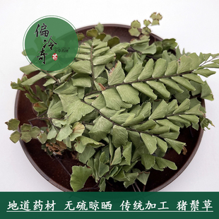 偏冷奇中草药材猪鬃草铁角蕨黑脚蕨铁线草水猪毛七鱼鳞草500g包邮