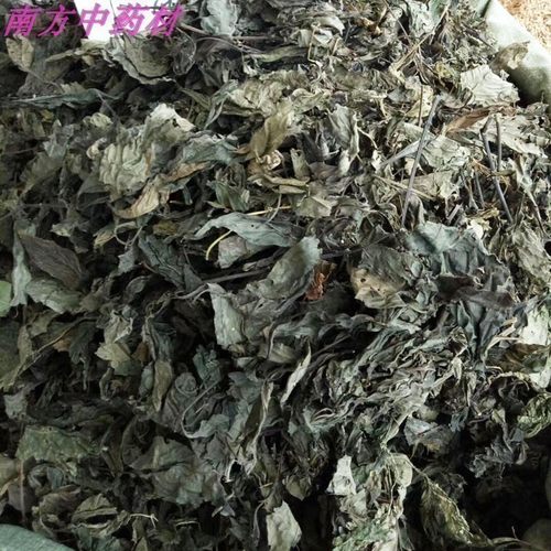 南大青叶中草药蓝靛叶南板蓝根叶