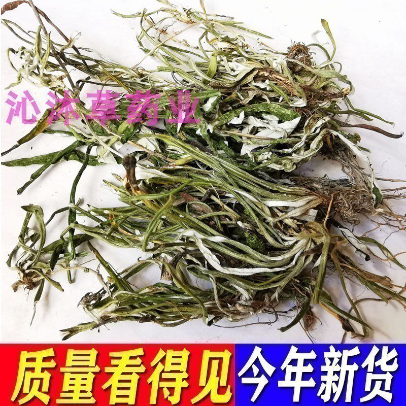 新鲜天青地白草药干货叶下白野生