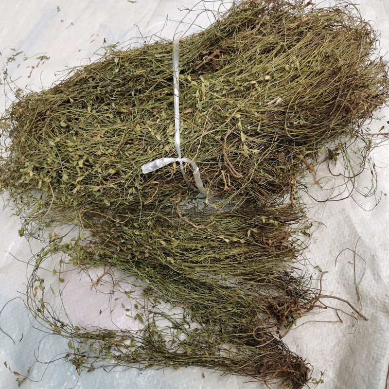 二叶人字草中药材丁癸草一条根新鲜晒干乌龙草丁贵草苍蝇翼蚂蚁草