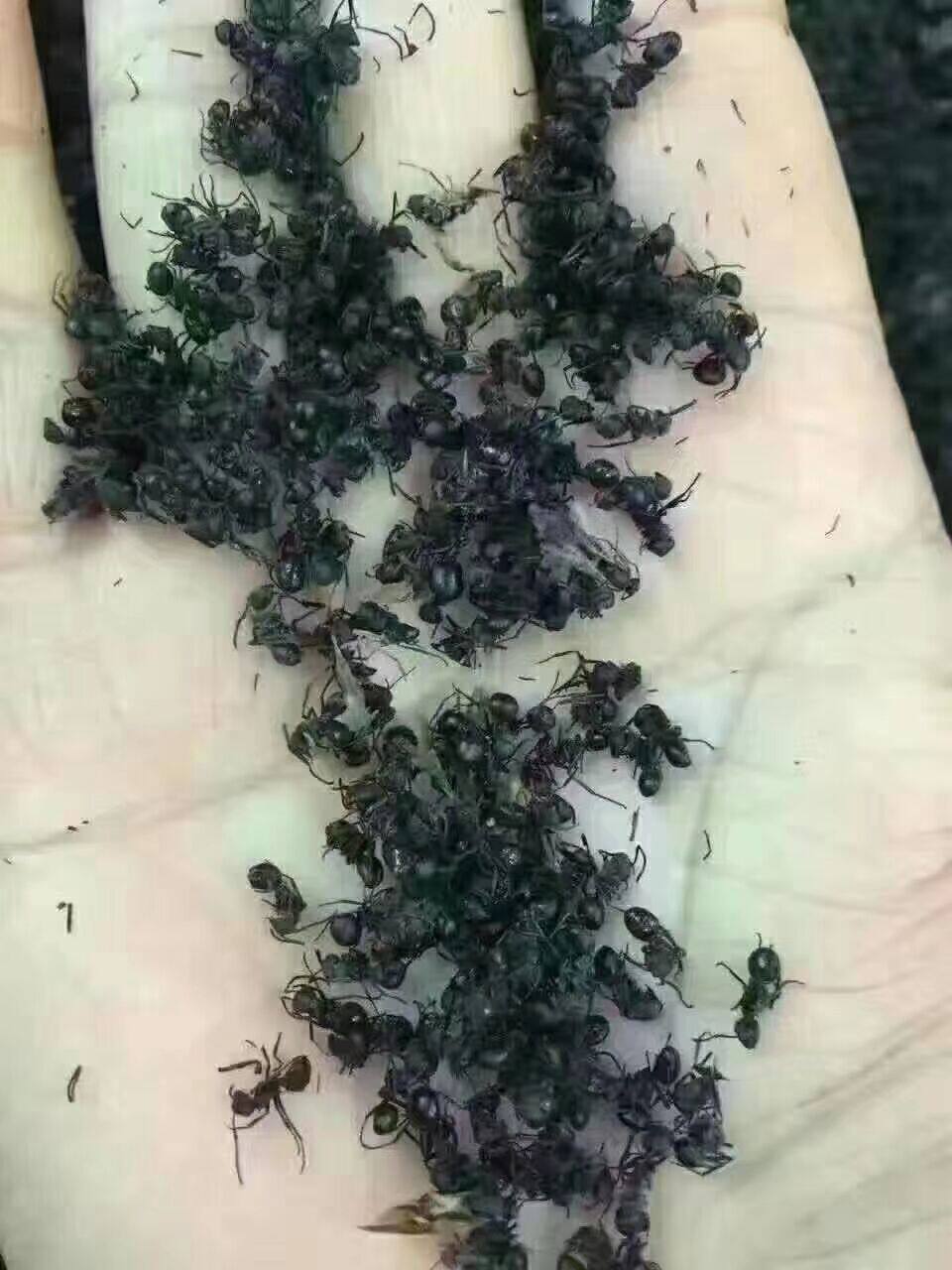 黑蚂蚁 正宗广西黑蚂蚁干 山蚂蚁拟黑多刺蚁晒干500g包邮