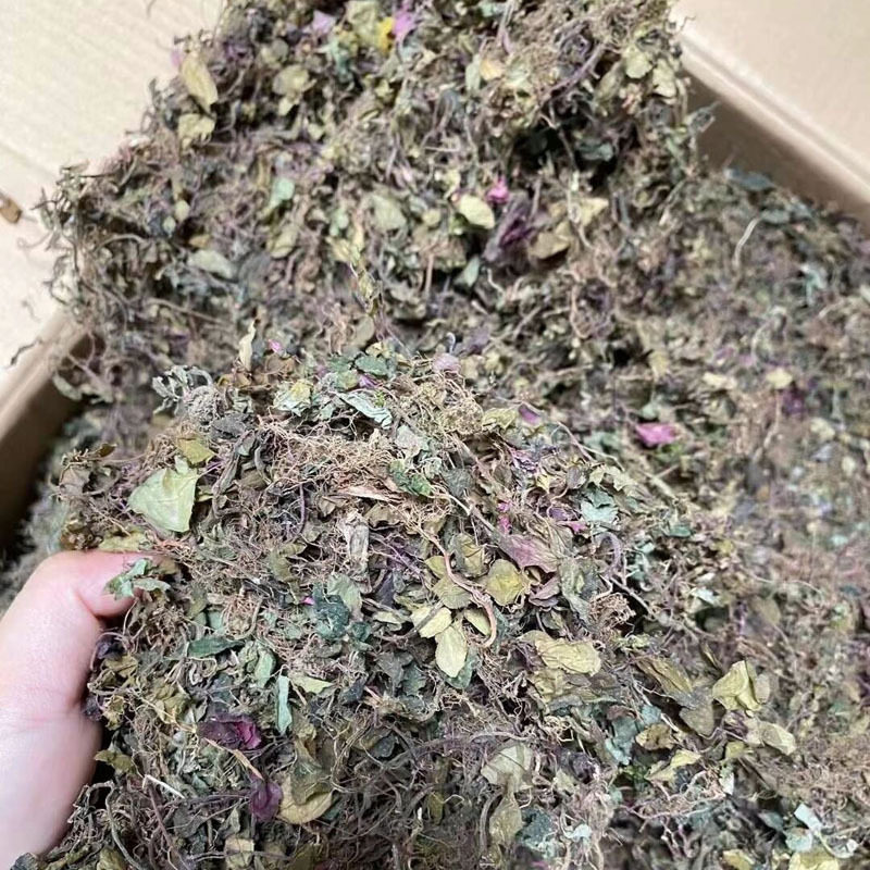 今年新鲜干货风柜斗草沁沐草正宗