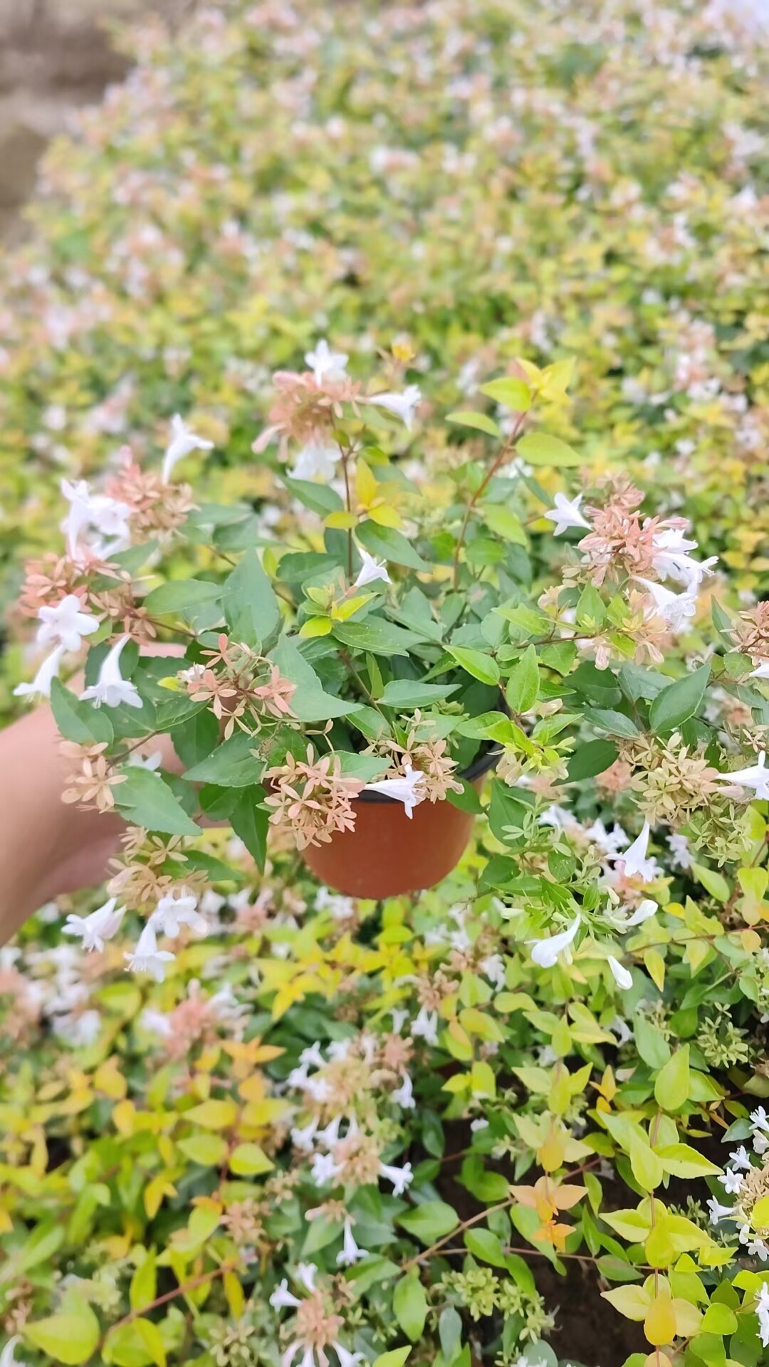 武汉裕康园林 发100盆金叶大花六道木120杯苗 六道木盆栽苗万花筒