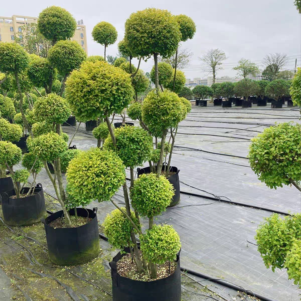武汉裕康园林 多头亮晶女贞 棒棒糖花境植物 造型树亮金女贞常青