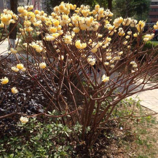 武汉裕康园林 结香花苗金腰袋打结花 梦冬花 结香花 庭院绿化植物