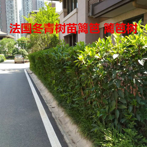 武汉裕康园林 植树节 法国冬青树苗 珊瑚树苗篱笆 法青围栏绿篱 - 封面
