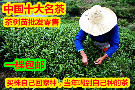 茶叶树苗 茶树苗 茶叶盆栽 龙井碧螺春普洱铁观音毛尖瓜片茶苗 鲜花速递/花卉仿真/绿植园艺 行道树/乔木 原图主图