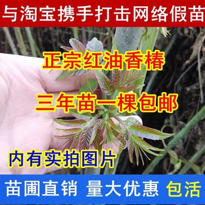 红油香椿芽树苗盆栽当年可食用红绿香椿苗芽苗菜四季地栽种植包邮-封面