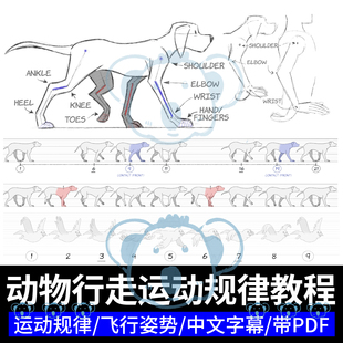 动物行走运动规律课程2D动画卡通四肢生物鸟飞行动态动作知识教程