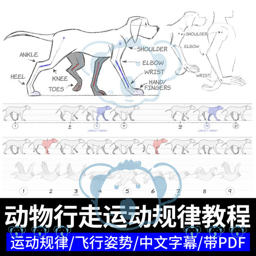 动物行走运动规律课程2D动画卡通四肢生物鸟飞行动态动作知识教程