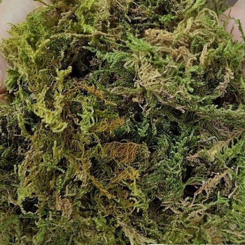 材仓鼠石斛青蛙蝴种植蜗牛蝶兰苗冬眠椰青苔土干天然苔藓育垫乌龟
