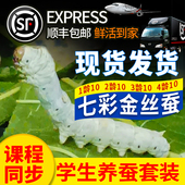 学套装 养蚕套装 宠物幼虫小蚕科普蚕宝宝七彩桑叶蚕鲜彩丝活体生龄