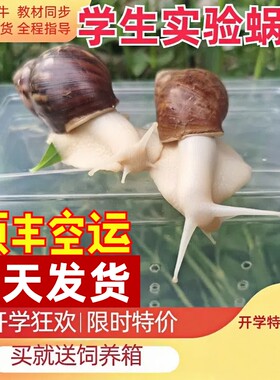 蜗牛活体白玉蜗牛学生实验养科普