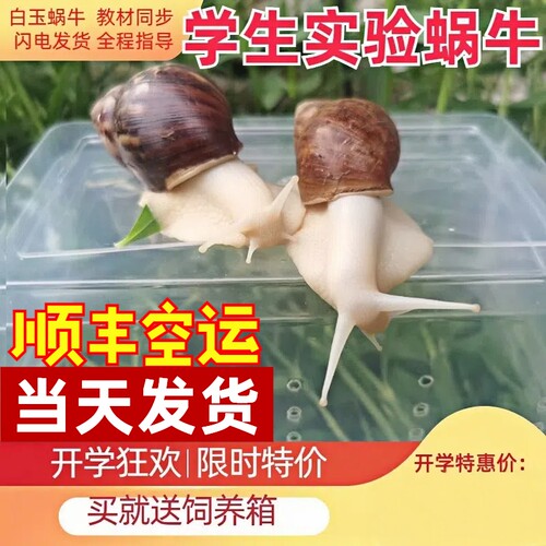 蜗牛活体白玉蜗牛学生实验养科普