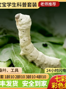 佴之蚕室蚕宝宝买蚕送桑叶