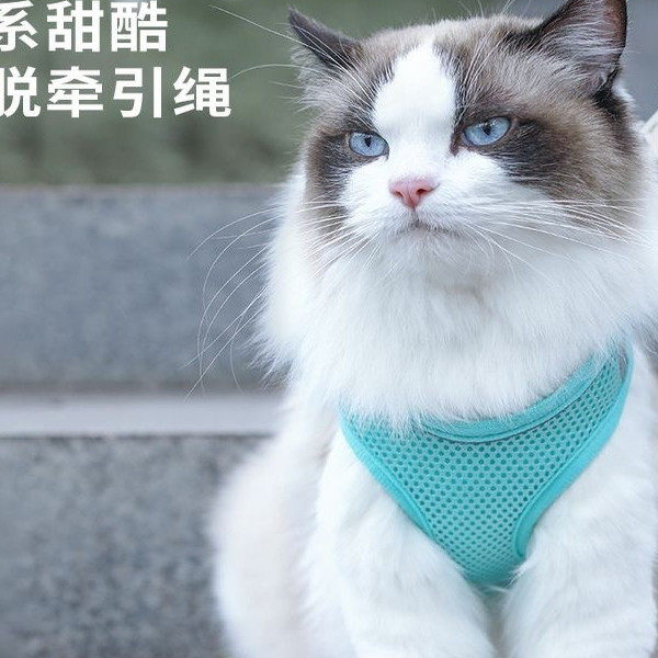 猫咪牵引绳防挣脱遛猫牵引绳可调节工字型遛猫绳可爱猫咪外出夜光,宠物/宠物食品及用品,猫牵引绳,淘宝优惠券,粉丝福利购,淘宝优惠卷