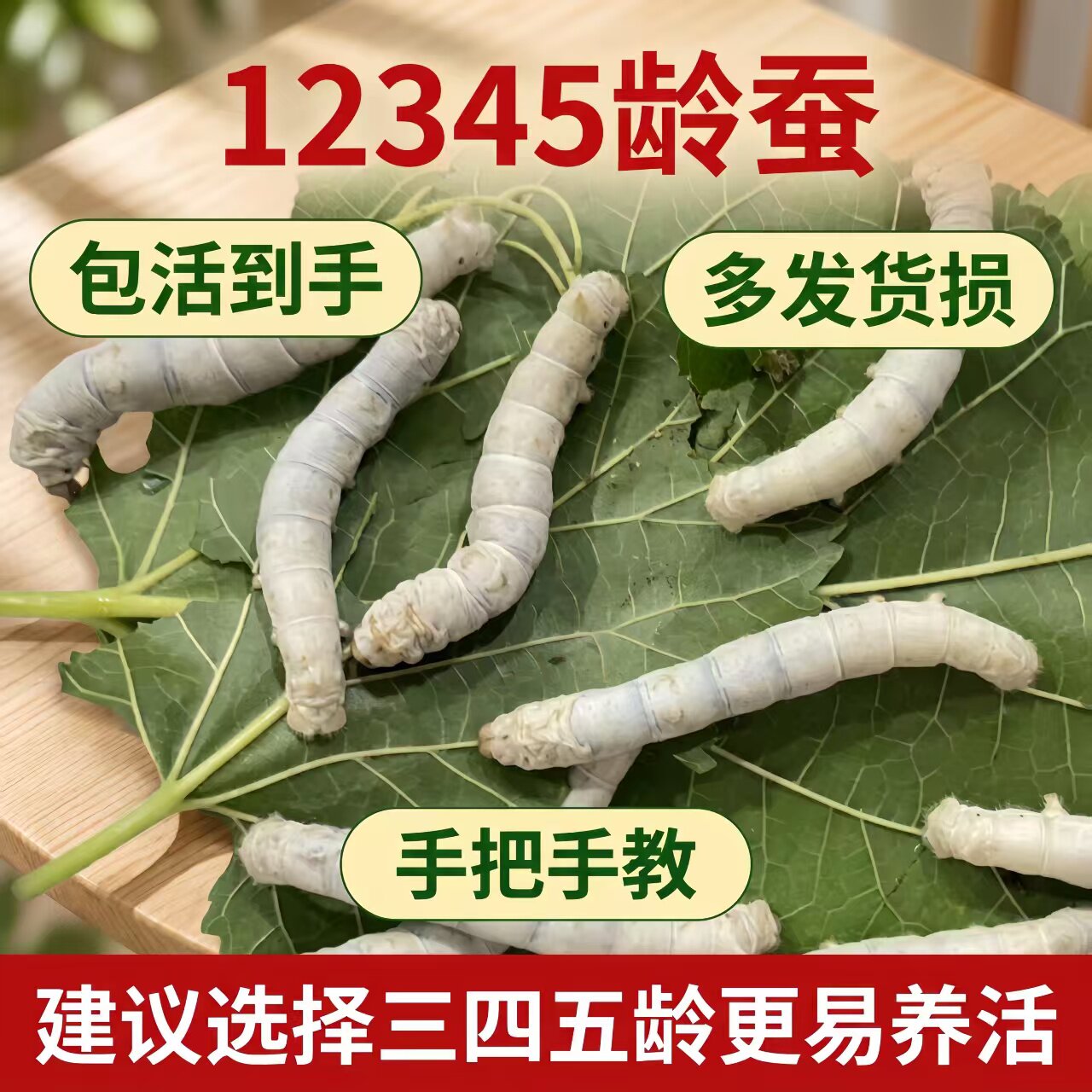 学生养蚕小幼虫蚕宝宝新鲜桑叶彩色七彩蚕金丝蚕桑叶蚕卵套装丝蚕