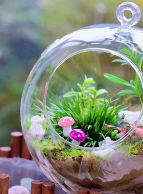 多肉植物微景观生态瓶多肉微景观玻璃吊瓶15cm含支架