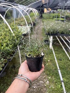 基地直销日本山野草进口姬弹簧草螺旋灯芯草雨林弹簧草趣味多年生