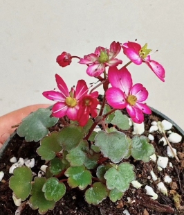 大文字草 日本山野草 小葉大文字草 小町姫淡粉色 小叶大文字草