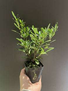 实拍南昆山腊玉栀子花   单瓣 会结果花卉盆栽绿植