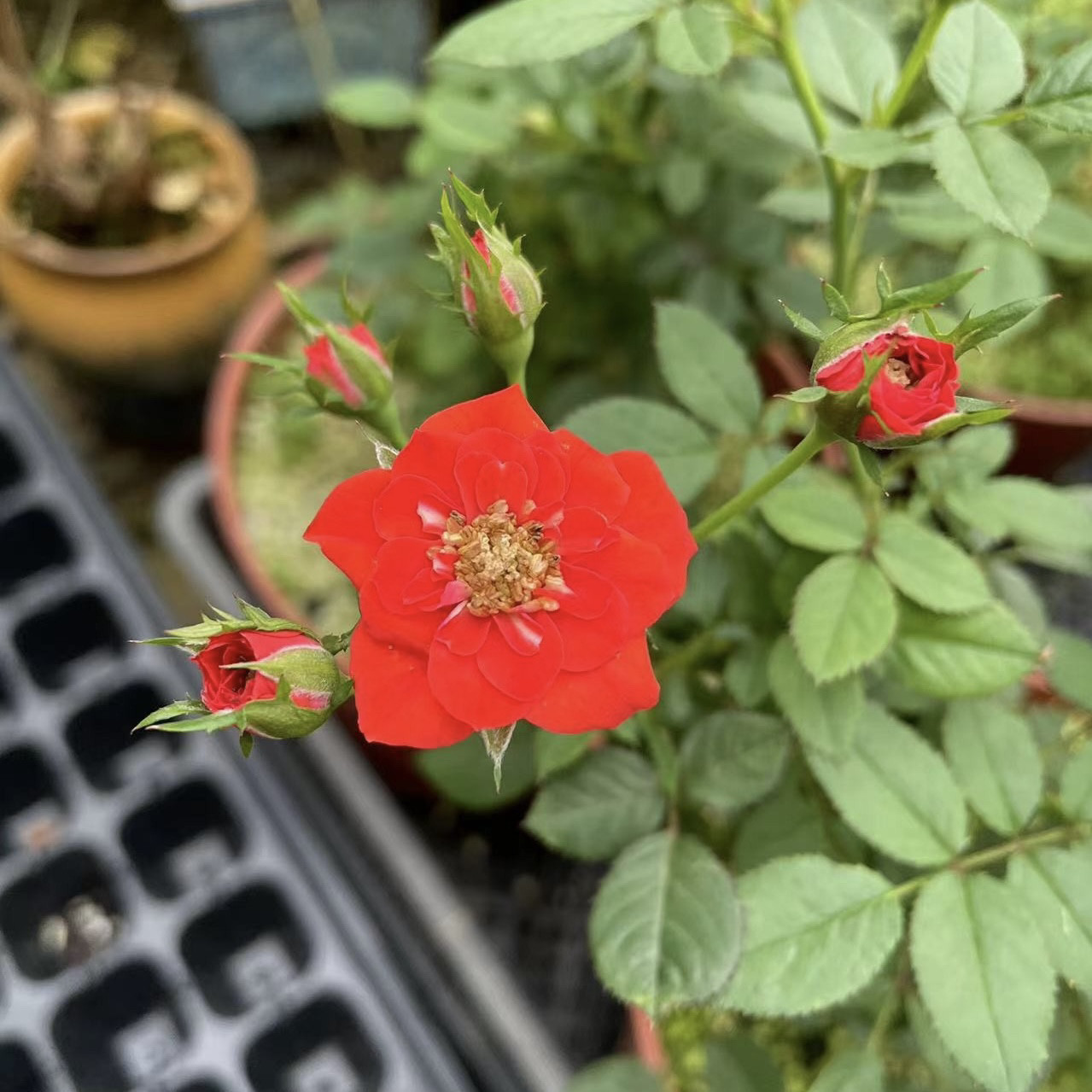 日本新品姬红贵月季四季开花带花