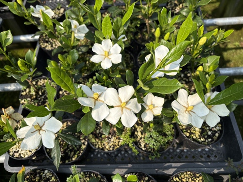 一寸法师栀子花 单瓣花 勤开花栀子花盆栽 阳台花卉绿植盆景