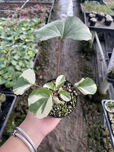 浮云锦吴风草 新手室内花园阴生绿植