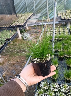 画眉菅 室内微观绿植盆栽小盆景 原盆土发货 好养活桌面阳台