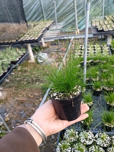 好养活桌面阳台 原盆土发货 画眉菅 室内微观绿植盆栽小盆景