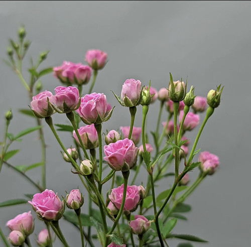 日本姬月季蔷薇须惠姬勤花带花苞盆栽绿植四季开花机器窗台阳台