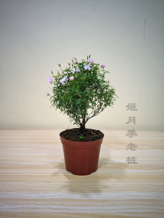 日本姬乙女姬月季老桩重瓣 迷你月季四季开花 微型植物盆栽
