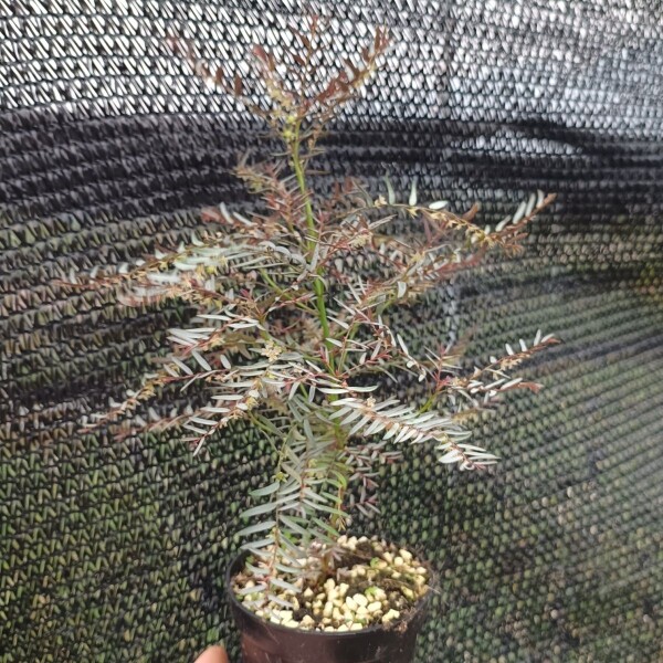 银叶叶下珠 日本山野草叶上花 叶下花 微景观多年生植物