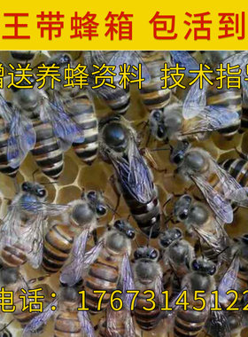 8箱专车送货活体中华蜜蜂